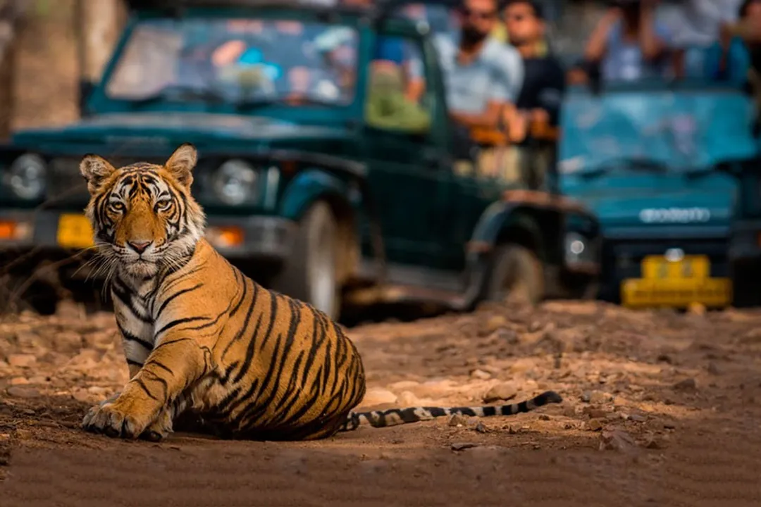 Jaipur Wildlife Safari
